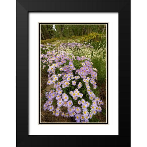USA-Colorado-San Juan Mountains Wildflowers in meadow Black Modern Wood Framed Art Print with Double Matting by Jaynes Gallery