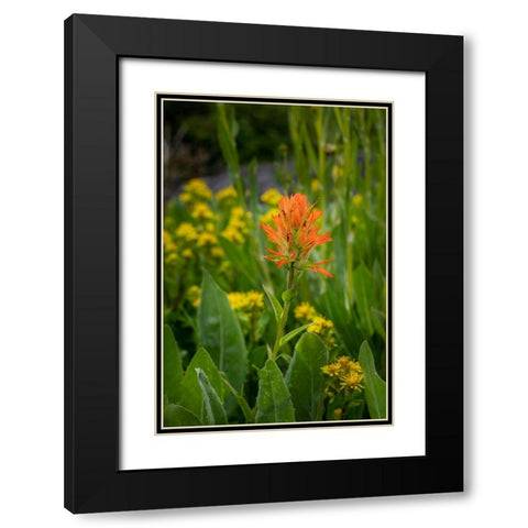 USA-Colorado-Uncompahgre National Forest Indian paintbrush flower close-up Black Modern Wood Framed Art Print with Double Matting by Jaynes Gallery