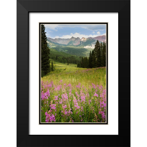 USA-Colorado-Gunnison National Forest Fireweeds in mountain meadow Black Modern Wood Framed Art Print with Double Matting by Jaynes Gallery