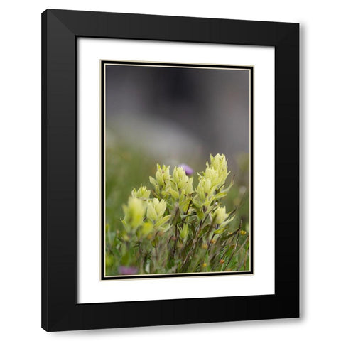 USA-Colorado-Gunnison National Forest Yellow paintbrush flowers close-up Black Modern Wood Framed Art Print with Double Matting by Jaynes Gallery