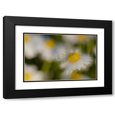 USA-Colorado-Gunnison National Forest Wild chamomile flower abstract Black Modern Wood Framed Art Print with Double Matting by Jaynes Gallery
