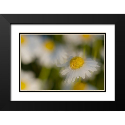 USA-Colorado-Gunnison National Forest Wild chamomile flower abstract Black Modern Wood Framed Art Print with Double Matting by Jaynes Gallery