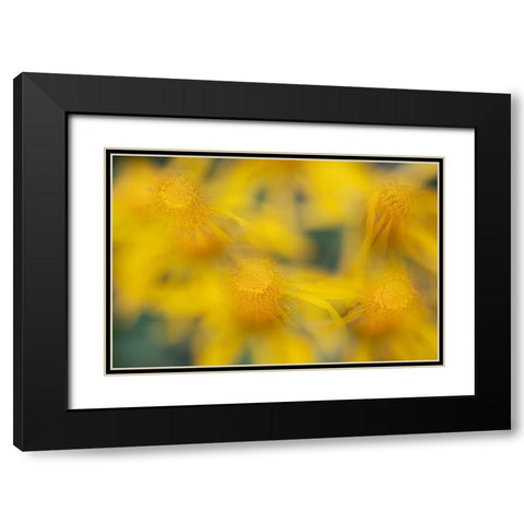 USA-Colorado-San Juan Mountains Sneezeweed abstract Black Modern Wood Framed Art Print with Double Matting by Jaynes Gallery
