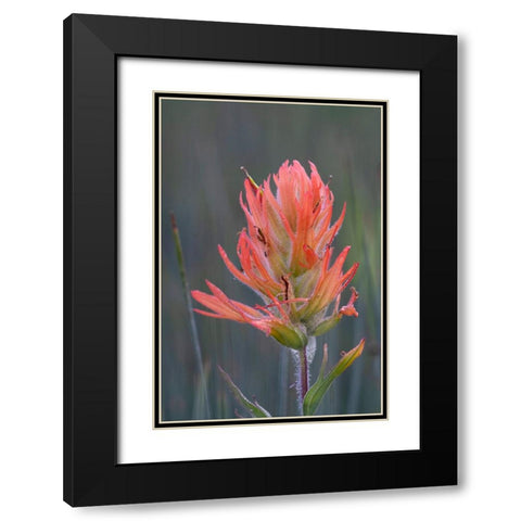 USA-Colorado-Uncompahgre National Forest Indian paintbrush flower close-up Black Modern Wood Framed Art Print with Double Matting by Jaynes Gallery