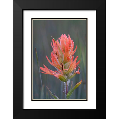 USA-Colorado-Uncompahgre National Forest Indian paintbrush flower close-up Black Modern Wood Framed Art Print with Double Matting by Jaynes Gallery