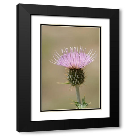 USA-Colorado-San Juan Mountains Thistle flower close-up Black Modern Wood Framed Art Print with Double Matting by Jaynes Gallery