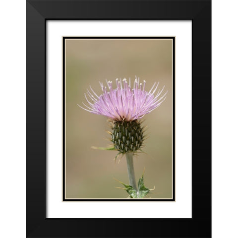 USA-Colorado-San Juan Mountains Thistle flower close-up Black Modern Wood Framed Art Print with Double Matting by Jaynes Gallery