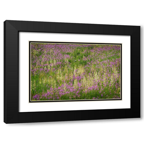USA-Colorado-Gunnison National Forest Fireweeds in mountain meadow Black Modern Wood Framed Art Print with Double Matting by Jaynes Gallery