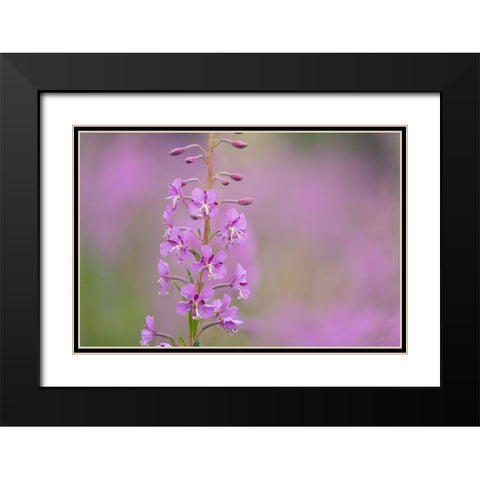 USA-Colorado-Gunnison National Forest Fireweed flowers close-up Black Modern Wood Framed Art Print with Double Matting by Jaynes Gallery