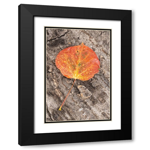 USA-Colorado-Uncompahgre National Forest Wet aspen leaf on log Black Modern Wood Framed Art Print with Double Matting by Jaynes Gallery