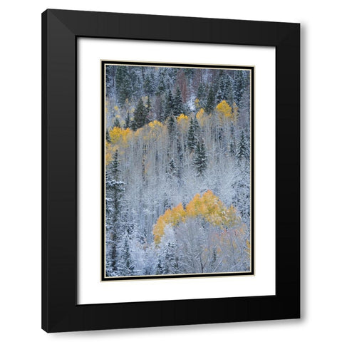 USA-Colorado-Uncompahgre National Forest Fresh autumn snow on aspens and evergreens Black Modern Wood Framed Art Print with Double Matting by Jaynes Gallery
