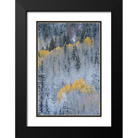 USA-Colorado-Uncompahgre National Forest Fresh autumn snow on aspens and evergreens Black Modern Wood Framed Art Print with Double Matting by Jaynes Gallery