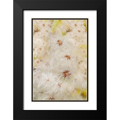 USA-Colorado-Uncompahgre National Forest Seedheads of clematis plant Black Modern Wood Framed Art Print with Double Matting by Jaynes Gallery
