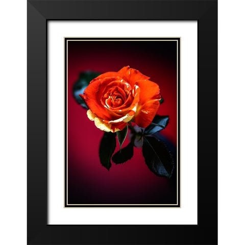 USA-Colorado-Loveland Rose close-up Black Modern Wood Framed Art Print with Double Matting by Jaynes Gallery