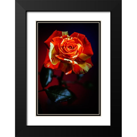 USA-Colorado-Loveland Rose close-up Black Modern Wood Framed Art Print with Double Matting by Jaynes Gallery