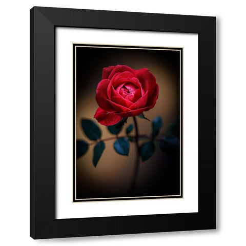 USA-Colorado-Loveland Rose close-up Black Modern Wood Framed Art Print with Double Matting by Jaynes Gallery