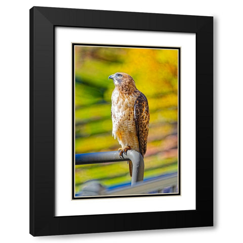 USA-Colorado-Fort Collins Red-tailed hawk close-up Black Modern Wood Framed Art Print with Double Matting by Jaynes Gallery