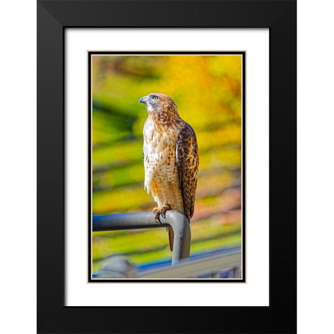 USA-Colorado-Fort Collins Red-tailed hawk close-up Black Modern Wood Framed Art Print with Double Matting by Jaynes Gallery