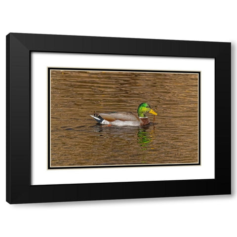 USA-Colorado-Loveland Mallard duck male swimming in lake Black Modern Wood Framed Art Print with Double Matting by Jaynes Gallery
