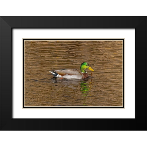 USA-Colorado-Loveland Mallard duck male swimming in lake Black Modern Wood Framed Art Print with Double Matting by Jaynes Gallery