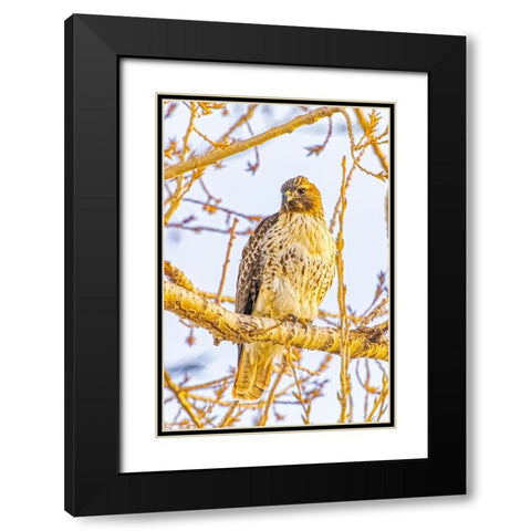 USA-Colorado-Fort Collins Red-tailed hawk close-up Black Modern Wood Framed Art Print with Double Matting by Jaynes Gallery
