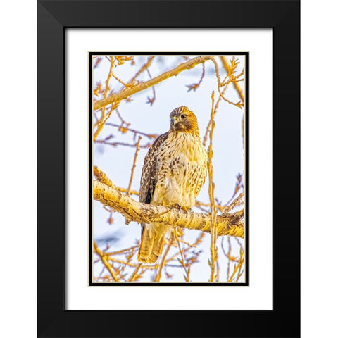 USA-Colorado-Fort Collins Red-tailed hawk close-up Black Modern Wood Framed Art Print with Double Matting by Jaynes Gallery