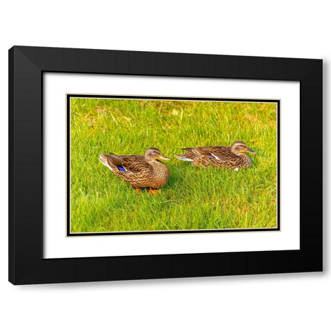 USA- Colorado- Fort Collins. Close-up of mallard ducks in grass. Black Modern Wood Framed Art Print with Double Matting by Jaynes Gallery