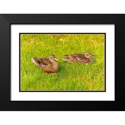 USA- Colorado- Fort Collins. Close-up of mallard ducks in grass. Black Modern Wood Framed Art Print with Double Matting by Jaynes Gallery