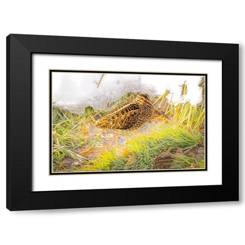 USA- Colorado- Fort Collins. Wilsons snipe in icy winter grass. Black Modern Wood Framed Art Print with Double Matting by Jaynes Gallery