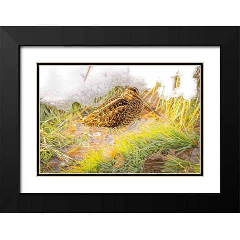 USA- Colorado- Fort Collins. Wilsons snipe in icy winter grass. Black Modern Wood Framed Art Print with Double Matting by Jaynes Gallery