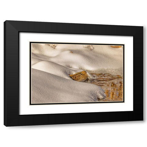 USA- Colorado- Fort Collins. Wilsons snipe drinks from stream in winter. Black Modern Wood Framed Art Print with Double Matting by Jaynes Gallery
