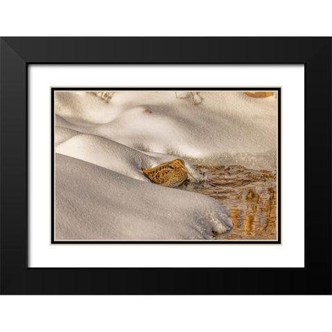 USA- Colorado- Fort Collins. Wilsons snipe drinks from stream in winter. Black Modern Wood Framed Art Print with Double Matting by Jaynes Gallery
