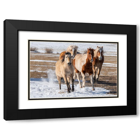USA-Colorado-Westcliffe Music Meadows Ranch Herd of mixed breed horses running in the snow Black Modern Wood Framed Art Print with Double Matting by Hopkins, Cindy Miller