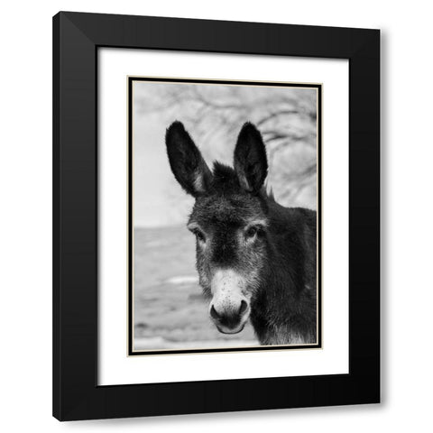 USA-Colorado-Westcliffe Music Meadows Ranch Cute old ranch donkey-face detail Black Modern Wood Framed Art Print with Double Matting by Hopkins, Cindy Miller