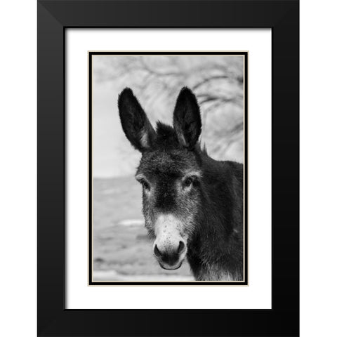 USA-Colorado-Westcliffe Music Meadows Ranch Cute old ranch donkey-face detail Black Modern Wood Framed Art Print with Double Matting by Hopkins, Cindy Miller
