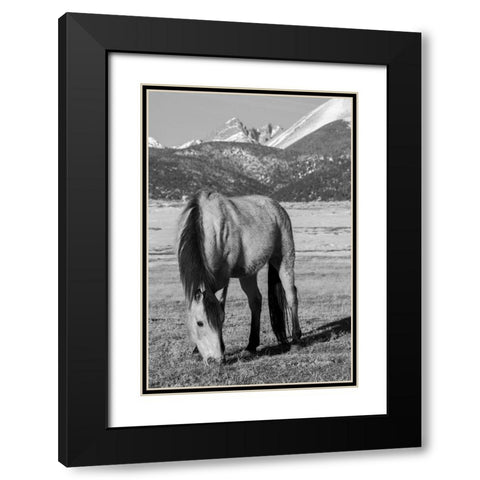 USA-Colorado-Westcliffe Music Meadows Ranch Buckskin horse with Rocky Mountains in the distance Black Modern Wood Framed Art Print with Double Matting by Hopkins, Cindy Miller