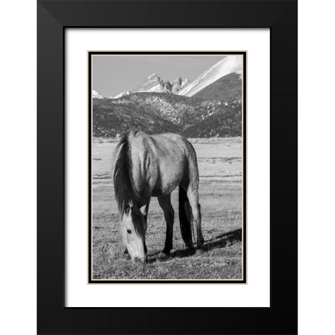 USA-Colorado-Westcliffe Music Meadows Ranch Buckskin horse with Rocky Mountains in the distance Black Modern Wood Framed Art Print with Double Matting by Hopkins, Cindy Miller