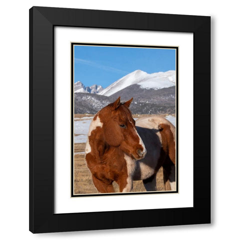 USA-Colorado-Westcliffe Music Meadows Ranch Paint horse with Rocky Mountains in the distance Black Modern Wood Framed Art Print with Double Matting by Hopkins, Cindy Miller