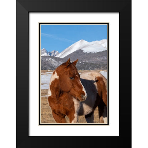 USA-Colorado-Westcliffe Music Meadows Ranch Paint horse with Rocky Mountains in the distance Black Modern Wood Framed Art Print with Double Matting by Hopkins, Cindy Miller