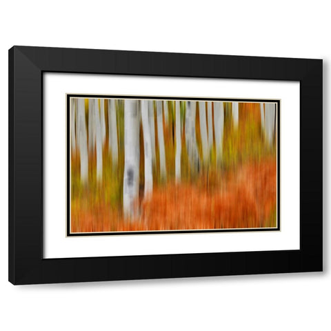 USA- Colorado- Owl Pass- Aspen grove design Black Modern Wood Framed Art Print with Double Matting by Gulin, Darrell