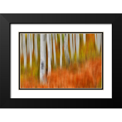 USA- Colorado- Owl Pass- Aspen grove design Black Modern Wood Framed Art Print with Double Matting by Gulin, Darrell