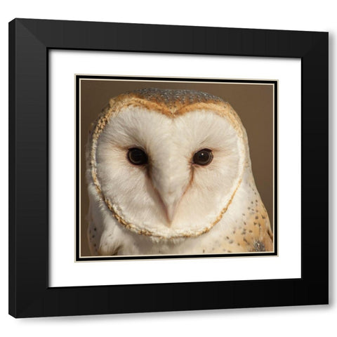 Owl-Barn Owl Black Modern Wood Framed Art Print with Double Matting by Theodore, George