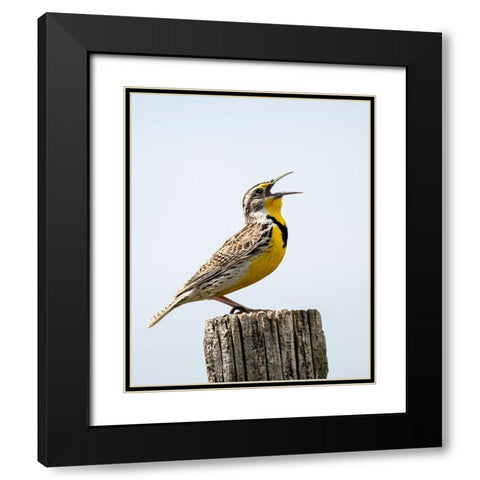 Meadowlark-bird Black Modern Wood Framed Art Print with Double Matting by Theodore, George