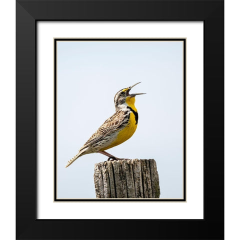 Meadowlark-bird Black Modern Wood Framed Art Print with Double Matting by Theodore, George
