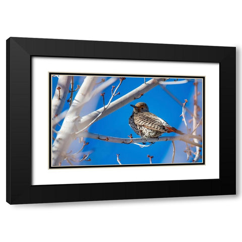 Northern Flicker Black Modern Wood Framed Art Print with Double Matting by Theodore, George and Marilu