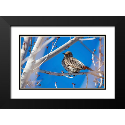 Northern Flicker Black Modern Wood Framed Art Print with Double Matting by Theodore, George and Marilu