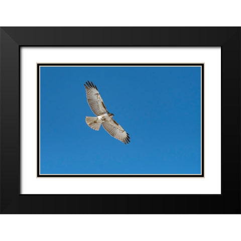 Hawk flying Black Modern Wood Framed Art Print with Double Matting by Theodore, George and Marilu