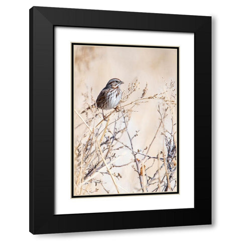 USA-Sparrow Black Modern Wood Framed Art Print with Double Matting by Theodore, George and Marilu