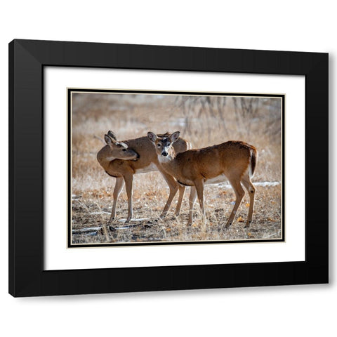 USA-deer Black Modern Wood Framed Art Print with Double Matting by Theodore, George and Marilu