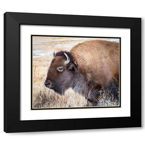American Bison Black Modern Wood Framed Art Print with Double Matting by Theodore, George and Marilu